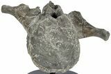 Hadrosaur (Maiasaura) Vertebra w/ Metal Stand - Montana #227770-5